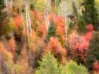 USA-Utah-Logan Canyon Colorful aspens in autumn Art Print